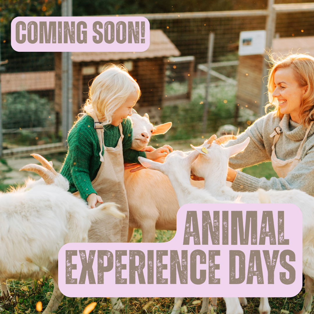 reindeer hire (Instagram Post)